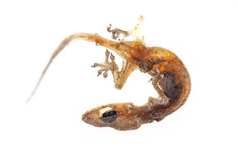 Close up carcass of lizard on white background Stock Photos