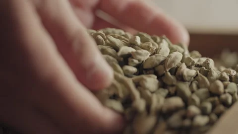 Close up of Cardamom Pods being handled in a gin distillery Stock Footage 150799465