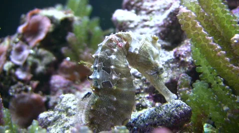 Close-up of a Caribbean Seahorses relaxing in the water Stock Footage