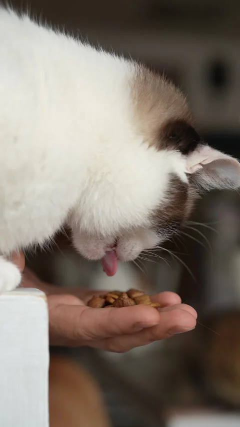 Close-up of caring pet owner hand-feeding beautiful white brown cat, monitoring Stock Footage 302077857