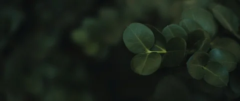 Close up of Carissa macrocarpa plant with deep green leaves. Stock Footage 126738606