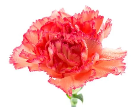 Close-up of carnation flower Stock Photos