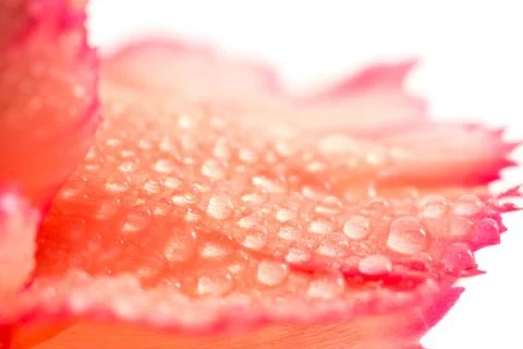 Close-up of carnation flower Stock Photos