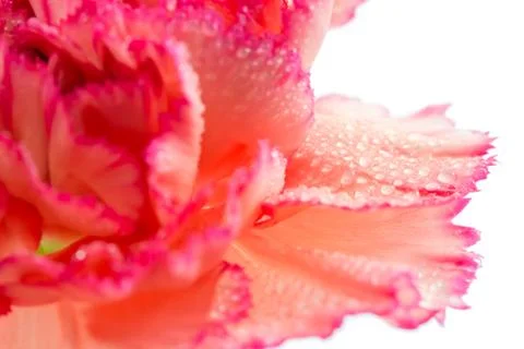 Close-up of carnation flower Stock Photos