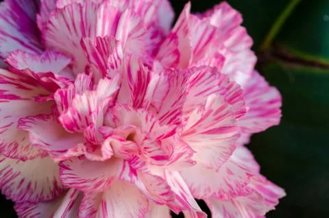 Close up Carnation flower Stock Photos