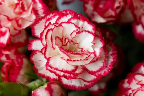 Close up of Carnation flowers Stock Photos