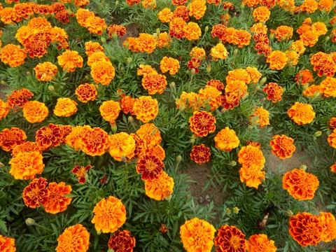 Close-up of carnation flowers Stock Photos