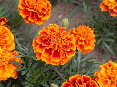 Close-up of carnation flowers Stock Photos