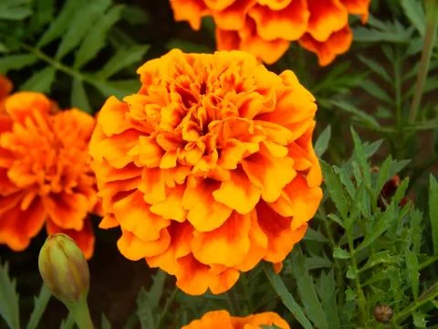 Close-up of carnation flowers Stock Photos
