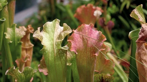 Close up of carnivorous flytrap plant - sarracenia. 4K Stock Footage 124728714