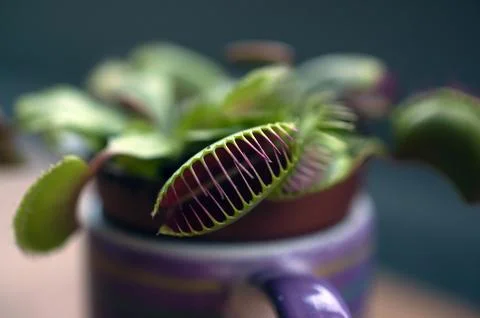 Close-up of the carnivorous plant Venus flytrap (Dionaea muscipula) Foto stock