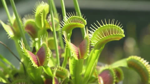 CLOSE UP: Carnivorous wildflower opens up small trap leaves to catch its prey. Stock Footage 159685244