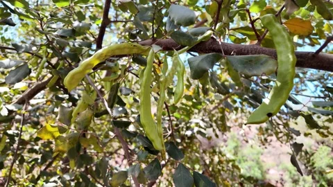 Close-Up of Carob Pods Hanging from Tree in Rural Morocco Stock Footage 308577713