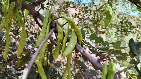 Close-Up of Carob Pods Hanging from Tree in Rural Morocco Stock Footage 308577755