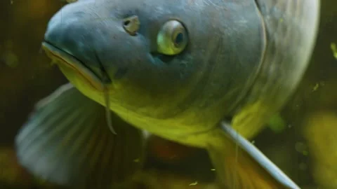 Close up of a carp fish Stock Footage 233785287