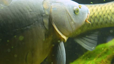 Close up of a carp fish Stock Footage 233785857