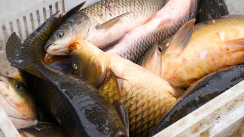 Close up of carp fish in the white box Stock Footage 89134135