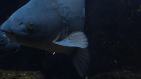 Close up of carp Stock Footage 119446545