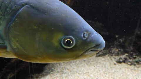 Close up of carp Stock Footage 119446765