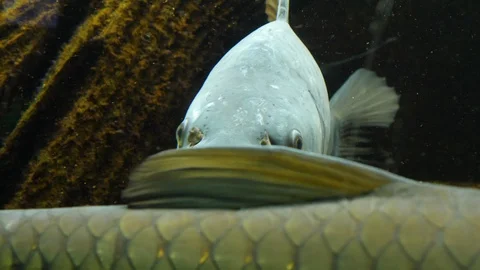 Close up of carp Video stock 119446859