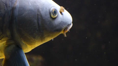 Close up of carp Stock Footage 119494849