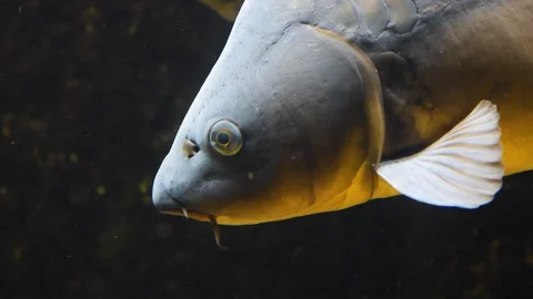 Close up of carp Video stock 119495561
