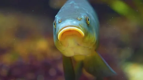 Close up of carp  Stock Footage 228262561