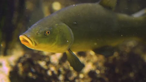 Close up of a carp  Stock Footage 239576220