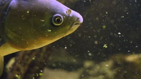 Close up of a carp Stock Footage 239579799