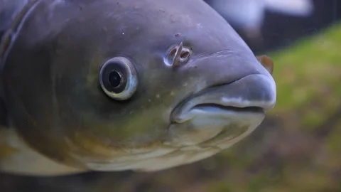 Close up of carp head Stock Footage 210238359