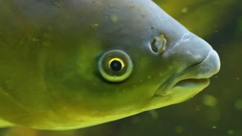 Close up of Carp head Stock Footage 234119779
