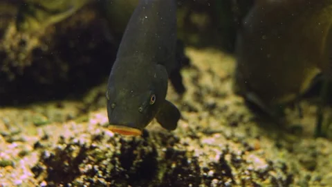 Close up of a carp head Stock Footage 239578402