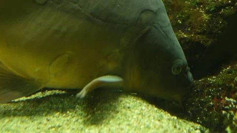 Close up of Carp head Stock Footage 258094243