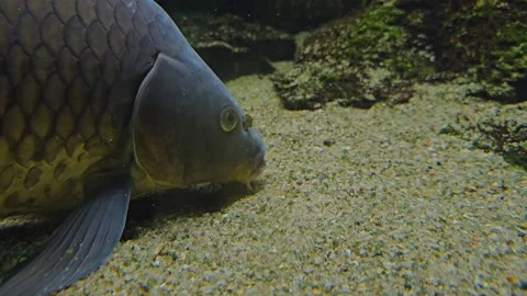 Close up of Carp head swimming Stock Footage 269548932