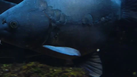 Close up of carp swimming Stock Footage 140590099
