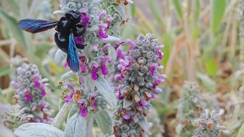 Close up carpenter bee Stock Footage 244990857