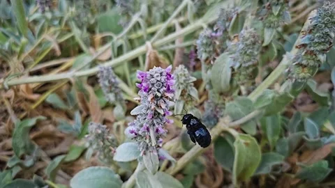 Close up carpenter bee Stock Footage 244990920