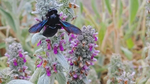 Close up of carpenter bee  Stock Footage 245050396
