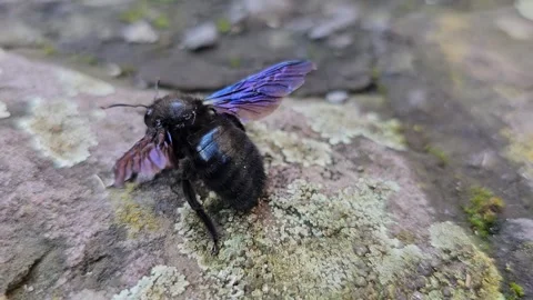 Close up carpenter bee  Video stock 277383413