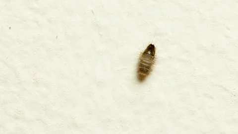 Close-up of Carpet Beetle Larva on White Surface, isolated 4k video Stock Footage 300010961
