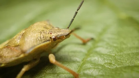 Close up of carpocoris purpureipennis shield bug in natural environment Stock Footage 344444677