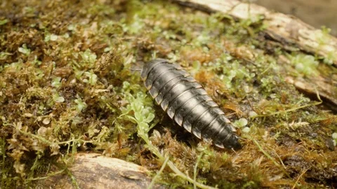 Close-up of carrion beetle (Silpha tristis) larva crawling. Vídeo Stock 330099196