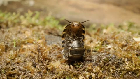 Close-up of carrion beetle (Silpha tristis) larva. Stock Footage 330099210