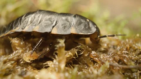 Close-up of carrion beetle (Silpha tristis) larva crawling. Stock Footage 330099216