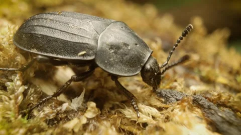 Close up of carrion beetle (silpha tristis) in natural environment Stock Footage 343429874