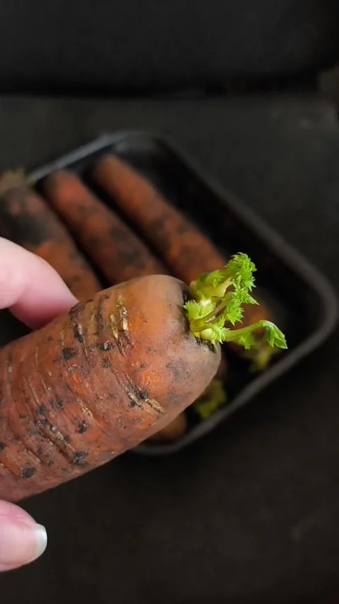 Close-up of carrots with sprouts, tops, in the background a tray with dirty Stock Footage 325696231