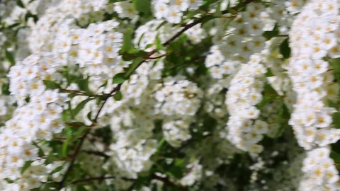 Close-up of cascading white spirea blossoms with rich green foliage Video stock 308828681