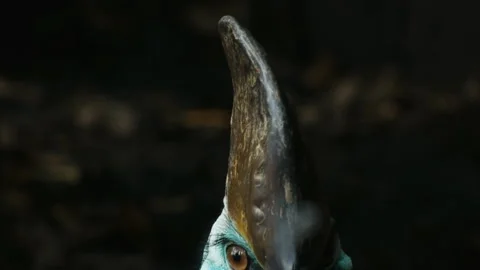 A close up of the casque and head of a cassowary Stock Footage 132375121