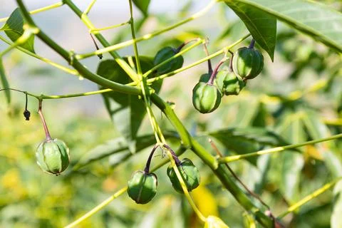 Close up cassava fruit growing on branch in organic farming and tropical ag.. Stock Photos
