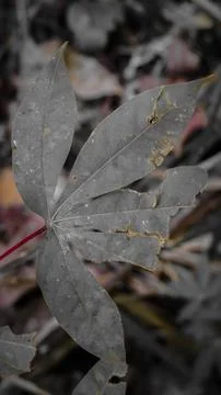 Close-Up of a Cassava Leaf with Focus on Its Detailed Shape Fotos Stock
